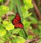 Viceroy butterfly