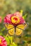 Viceroy butterfly on a bright pink Zinnia