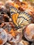 Viceroy butterfly feeding on fermenting Persimmon fruit