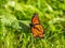 Viceroy butterfly in the grass