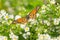 Viceroy Butterfly - Limenitis archippus