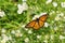 Viceroy Butterfly - Limenitis archippus