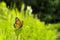 Viceroy Butterfly Limenitis archippus