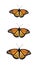 Viceroy Butterfly Limenitis archippus