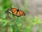 Viceroy Butterfly Limenitis archippus