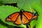 Viceroy Butterfly Limenitis archippus Illinois