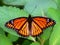 Viceroy Butterfly (Limenitis archippus) Illinois