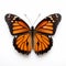 Viceroy Butterfly: Orderly Symmetry And Bold Chromaticity In Naturalistic Proportions