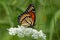 Viceroy Butterfly on Queen Anne`s Lace