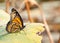 Viceroy butterfly resting on a Waterlily leaf