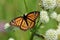 Viceroy butterfly sipping nectar from a rattlesnake master