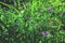 Vicia americana, wild flower, green life, background wallpaper