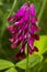 Vicia benghalensis flower