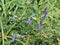 Vicia cracca commonly called tufted vetch, bird or blue vetch and boreal vetch, blooming in spring