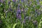 Vicia cracca commonly called tufted vetch, bird or blue vetch and boreal vetch, blooming in spring