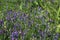 Vicia cracca commonly called tufted vetch, bird or blue vetch and boreal vetch, blooming in spring