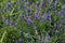 Vicia cracca commonly called tufted vetch, bird or blue vetch and boreal vetch, blooming in spring