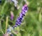 Vicia cracca commonly called tufted vetch, bird or blue vetch and boreal vetch, blooming in spring