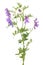 Vicia cracca flowers