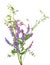 Vicia cracca flowers