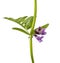 Vicia cracca flowers