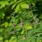 Vicia cracca flowers and leaves with green bug. Wild nature in the city