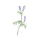 Vicia cracca plant. Tufted vetch flower. Botanical drawing of wild floral herb. Field blooming wildflower on stem with