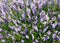 Vicia cracca Purple flower vetch Vicia cracca on meadow. Tufted Vetch - Vicia cracca. Vicia cracca, also cow vetch and bird vetc