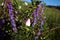 Vicia cracca tufted, cow, bird, blue or boreal vetch and wild roses white flower bud on the bush, green landscape background