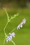 Vicia cracca twig and blossom bird vetch