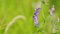 Vicia cracca. Vetch flowers close field wild pea. Occurs on other continents as an introduced species, including north