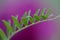 Vicia green leaves on pink background