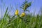 Vicia lutea - smooth yellow vetch. Spring wildflowers on a sunny day in the meadow