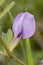 Vicia Lutea Vestita (purple vetch) flower flower