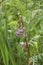 Vicia pannonica in bloom