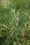 Vicia pannonica in bloom