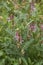 Vicia pannonica in bloom