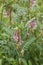 Vicia pannonica in bloom
