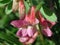 Vicia pannonica flower close up