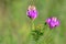 Vicia sepium