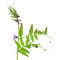 Vicia sepium flower