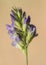 Vicia species purple flower of beautiful color and delicate appearance