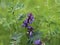 Vicia villosa flower, known as the hairy vetch, fodder vetch or winter vetch