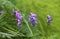 Vicia villosa flower, known as the hairy vetch, fodder vetch or winter vetch