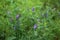 Vicia villosa flower, known as the hairy vetch, fodder vetch or winter vetch