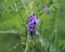 Vicia villosa flower, known as the hairy vetch, fodder vetch or winter vetch