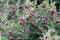 Vicia villosa, Hairy vetch, Fodder vetch, fodder legume,