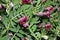 Vicia villosa, Hairy vetch, Fodder vetch, fodder legume,