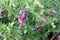 Vicia villosa, Hairy vetch, Fodder vetch, fodder legume,