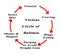 Vicious Circle of Bulimia